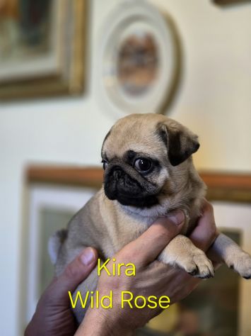 Cuccioli di carlino con pedigree - da 1800€ a 2200€ - Foto 8