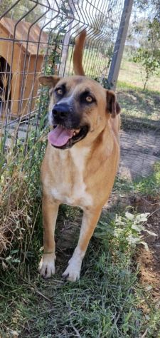 TARE dolcissima cagnolina..è qui che attende da tanto tempo una famiglia. - Foto 3
