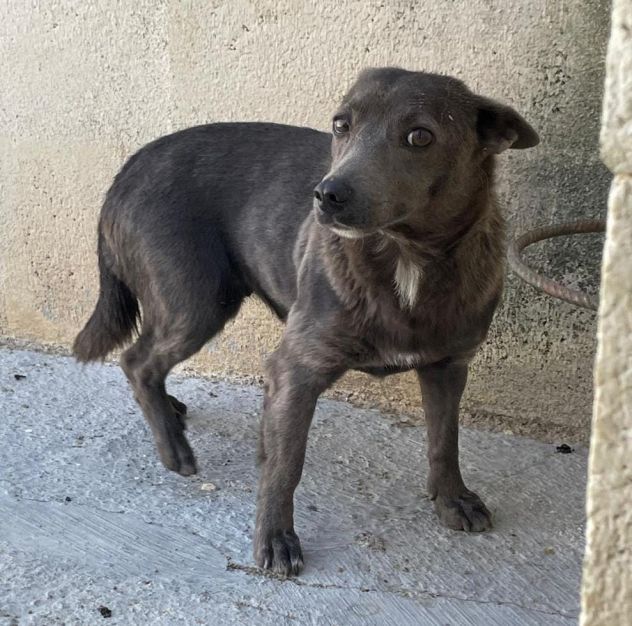 BUTTATA VIA, ORA SI SPEGNE IN CANILE CHICCA 2 ANNI 6 KG TAGLIA PICCOLA - Foto 2