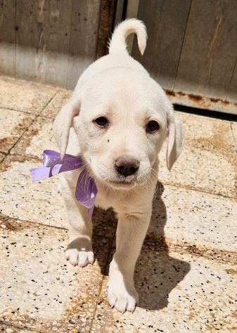 ADOTTIAMO LILLYBETH! - Foto 4