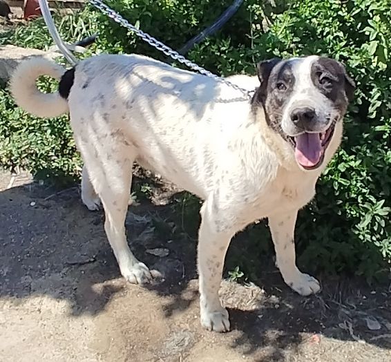 Speedy un cucciolone da sogno non ha ancora trovato casa - Foto 6