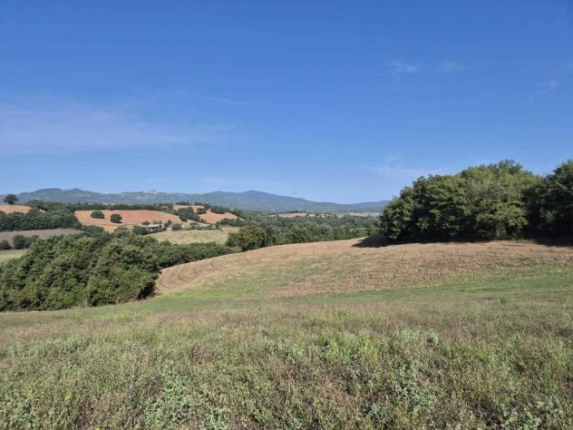 Seminativo in vendita a Civitella Paganico - Foto 5