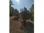 Terreno agricolo in vendita a Palaia 46000 mq  Rif: 1400375