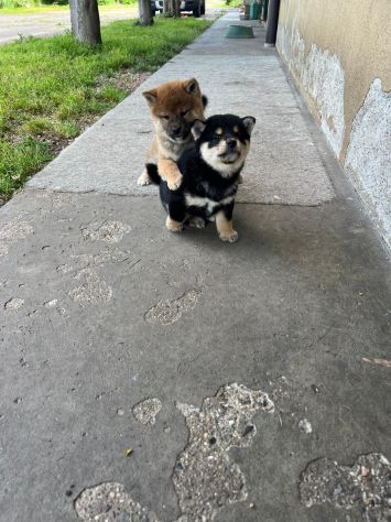 Cuccioli di Shiba Inu con Pedigree
