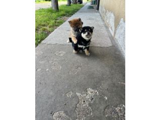 Cuccioli di Shiba Inu con Pedigree