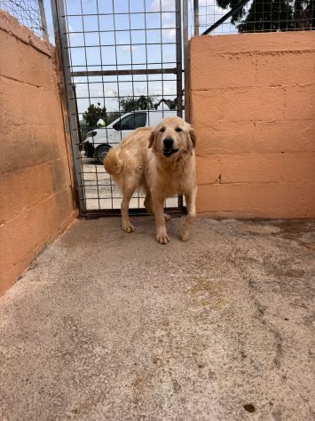 GOLDIE 5 ANNI simil Golden Retriever - Foto 10