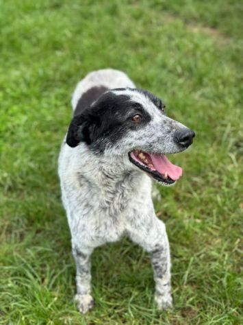 ESCAPE DOLCE E DISCRETO: CANE IN ADOZIONE TG MEDIA - Foto 6