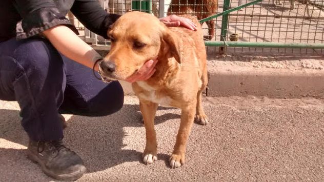 LUMACHINA, dolcissima cagnolina desiderosa d'amore - Foto 6