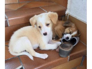 Pino e Pepe cuccioli taglia medio piccola