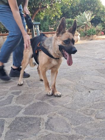 Pastore Tedesco 2anni e 1/2 scartata xchè CIECA E SORDA ma autonoma !! SICILIA - Foto 10