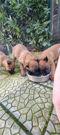 Cuccioli Pastore Belga Malinois - Foto 4