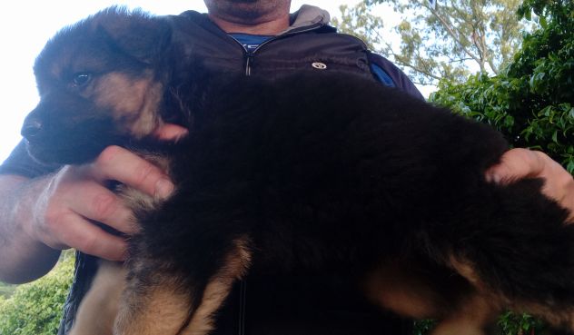 Splendidi cuccioli di pastore tedesco - Foto 4