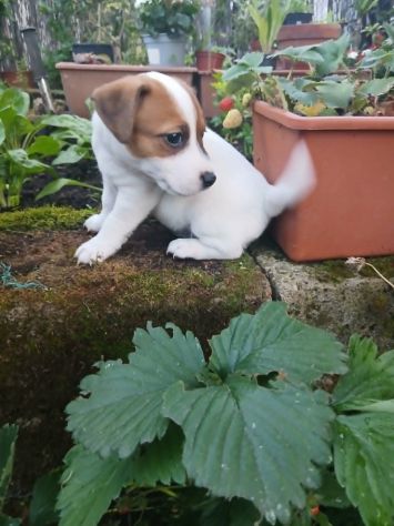 cuccioli jack russel russell terrier