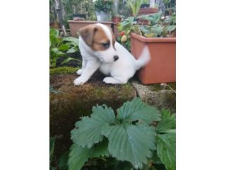 cuccioli jack russel  russell terrier