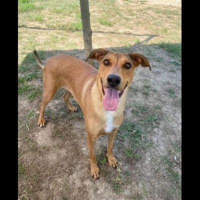 DOROTY gentile ed allegra cagnolina in adozione - Foto 9