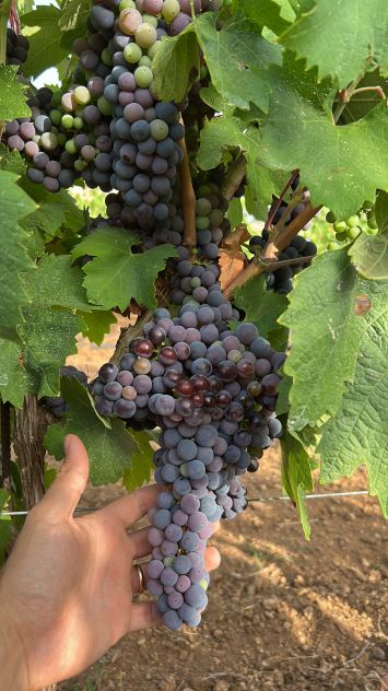 Uva da vino - Foto 4
