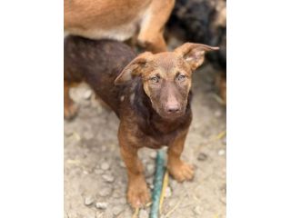 EMILIO, cucciolo dagli occhi chiari! TG MEDIO PICCOLA