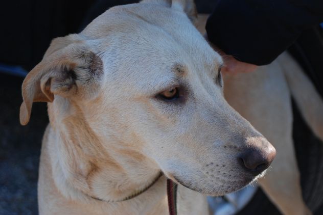ARGO, socievole cagnolino - Foto 4