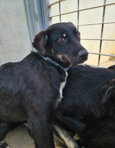 Carlo: timido, dolce, socievole, affettuoso - Foto 4