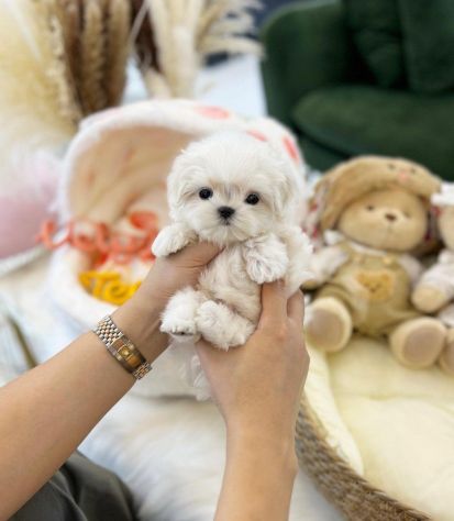 maltese