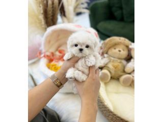 maltese