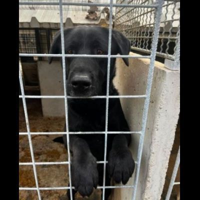 SIRIUS FANTASTICO MIX LABRADOR CANE IN ADOZIONE - Foto 4