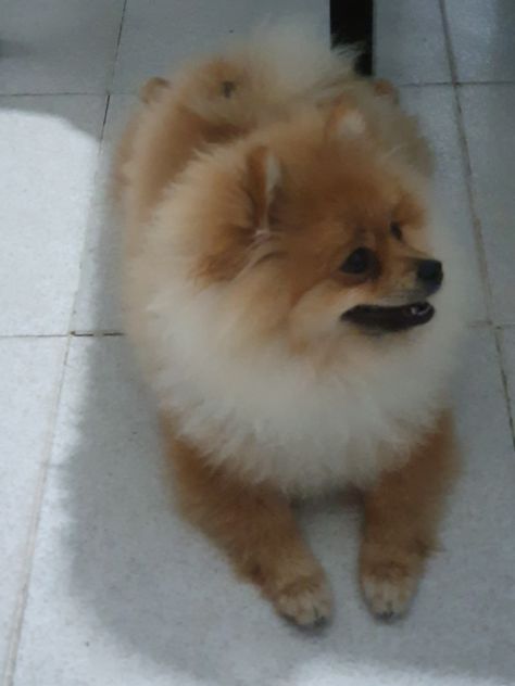 Disponibile maschio spitz di pomerania nano per monta. - Foto 2