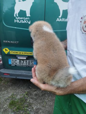 Cuccioli di Akita Inu con pedigree - Foto 2