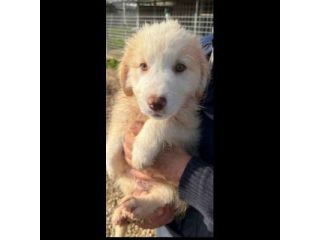 MILO ADORABILE CUCCIOLO IN ADOZIONE