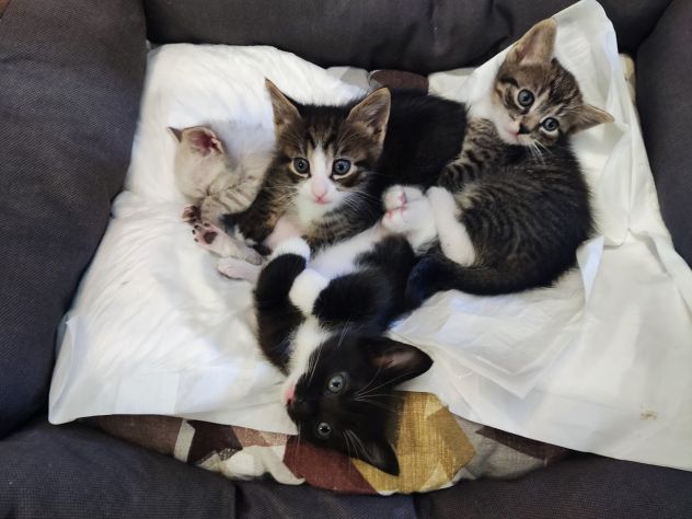 Bellissimi micetti in regalo