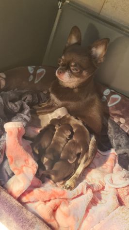 Vendesi cuccioli Chihuahua - Foto 6