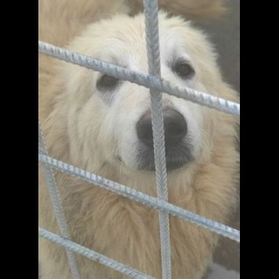 STANNO CRESCENDO IN CANILE; MERITANO UNA VITA . GIOVANI CAGNOLINI IN ADOZIONE - Foto 7
