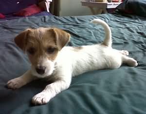 Jack Russell Terrier femminucce pelo liscio e broken - Foto 3