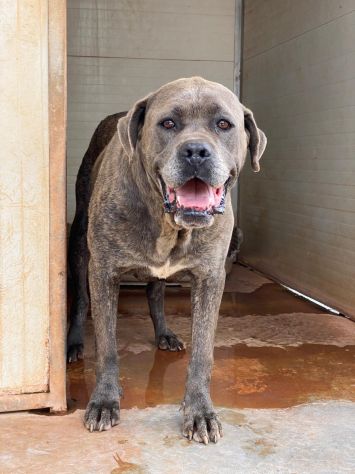 Chain il cane chiuso in canile che aspetta una famiglia - Foto 3