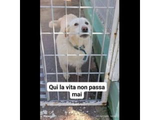 SAM E DAVE CAGNOLINI IN ADOZIONE TAGLIO MEDIO PICCOLA