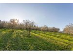 Agricolo in vendita a Luni