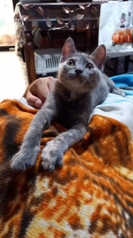 ZELDA, tenera gattina da adottare! - Foto 4