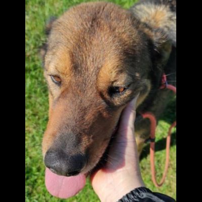 GIOI FESTOSO E AMOREVOLE CANE IN ADOZIONE - Foto 2