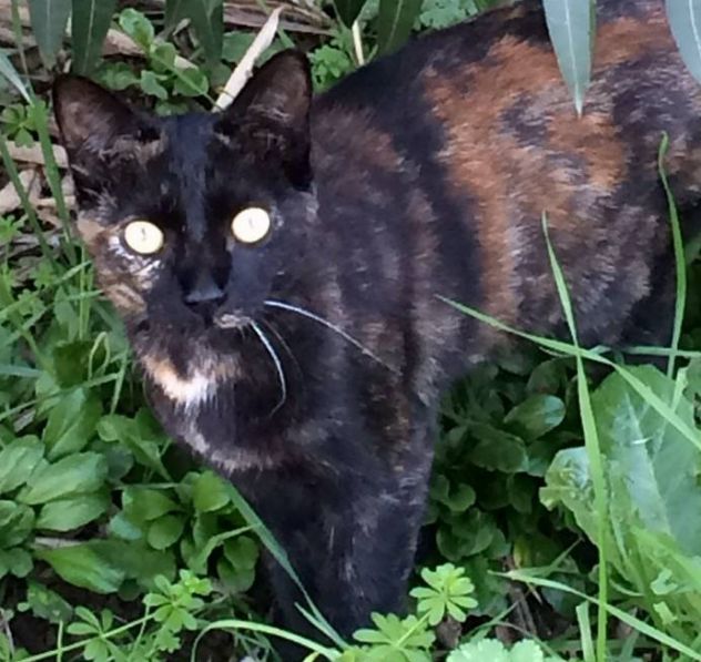 2 teneri mici in cerca di casa URGENTE - Foto 2