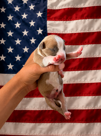 Cuccioli di Pitbull - Foto 3