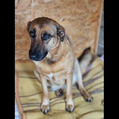 SHINA UNA VITA BUTTATA CANE IN ADOZIONE
