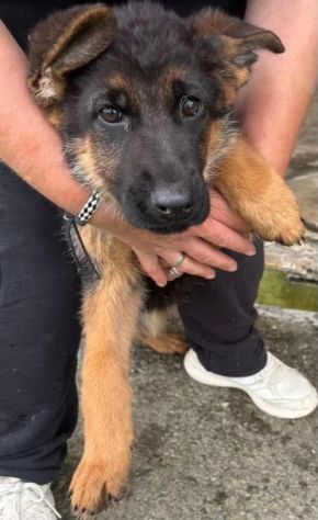 AMELIE una meraviglia di cucciola