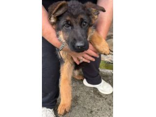 AMELIE una meraviglia di cucciola