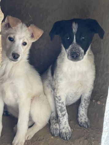 CUCCIOLI 3 MESI - Foto 3