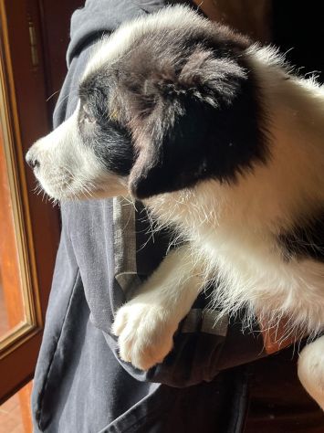 Vendesi Border collie di alta genealogia - Foto 5
