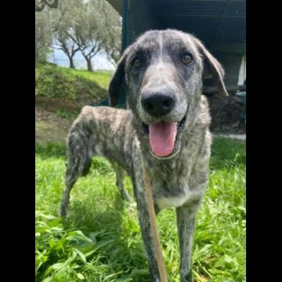 Bellissima Tea cagnolina in adozione - Foto 4