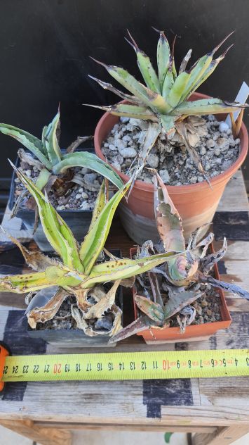 4 Agave Mini Da Collezione - Piante Grasse Cactus - Foto 6