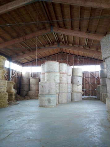 Allevamento Bovini da Latte - Parm. Reg. - Foto 6