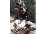 Allevamento e Cuccioli Boxer in Puglia in provincia di Bari