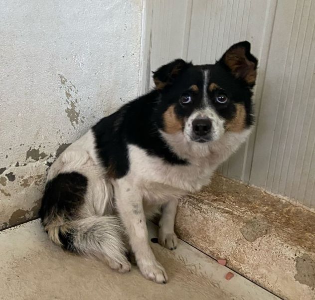 FLO' CAGNOLINA IN ADOZIONE - Foto 4